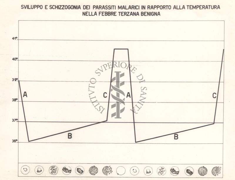 Sviluppo e schizogonia dei parassiti in rapporto alla temperatura, nella febbre terzana benigna