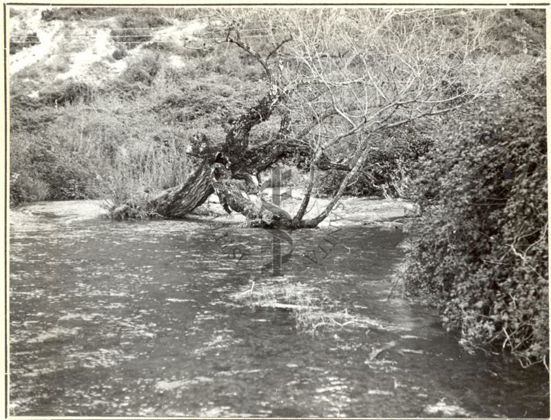 Sorgenti del Peschiera (Rieti) La sorgente allo stato naturale