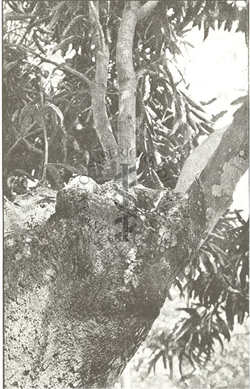 Cavità in alberi di mango costituenti focolai di sviluppo di Aedes Variegatus, varietà Pseudoscutellaris