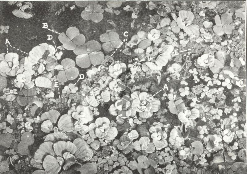 Diversi tipi di vegetazione acquatica in uno stagno di Pattanacaud (Travancore, India) a) Pistia stratiotes b) Marsilia quadrifoglia c) Azolla pennata d) Lemna polyrrhiza e) Salvinia natans