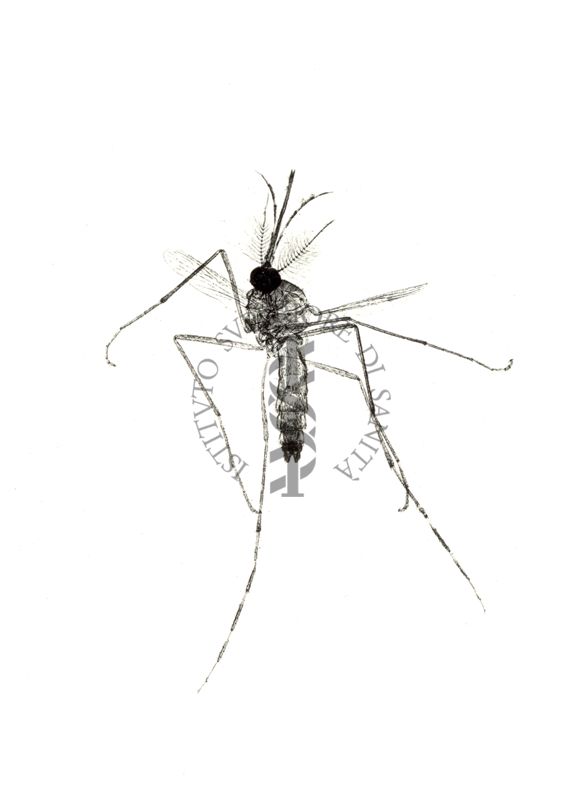 Stegomya fasciata