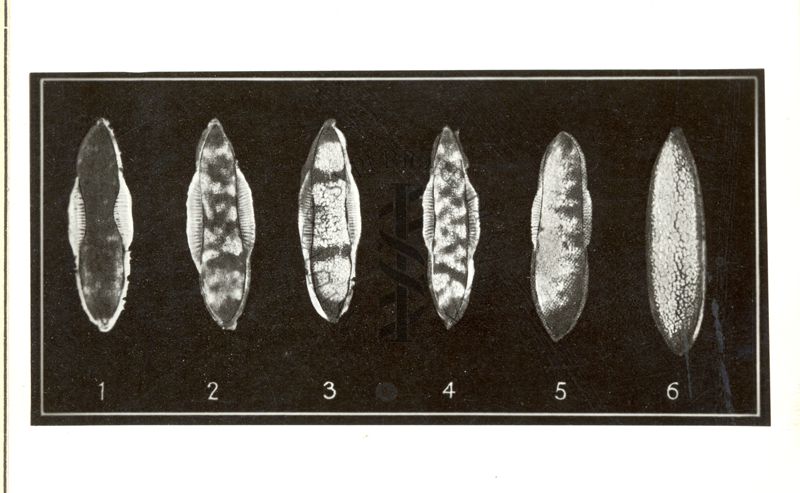 Uova di differenti razze di Anopheles Maculipennis