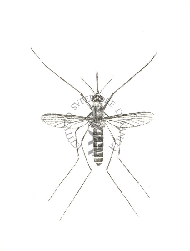 Culex quinquefasciatus S. Culex fatigans