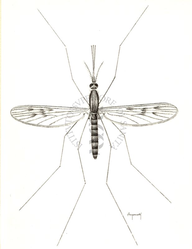 Anopheles maculipennis