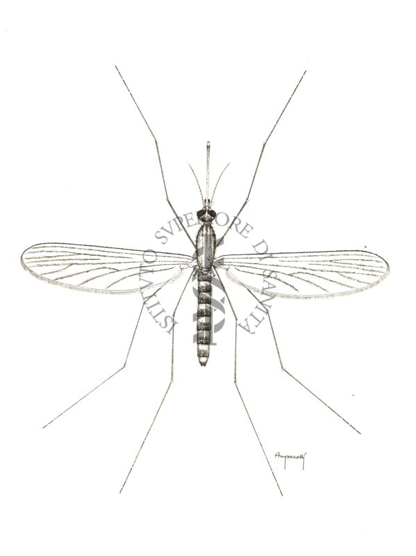 Culex pipiens