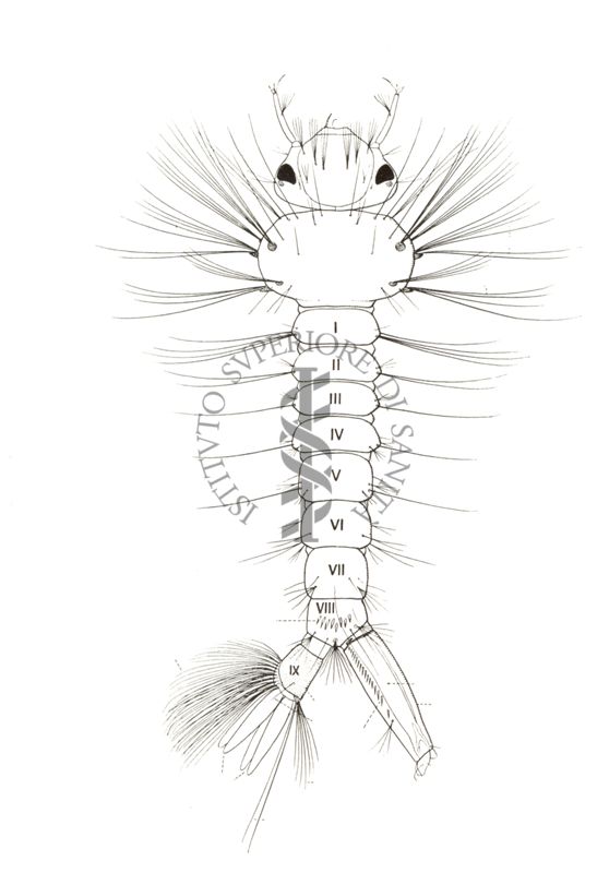 Larva di Culex