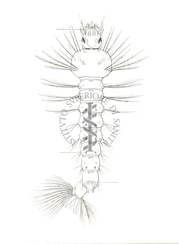 Anopheles maculipennis