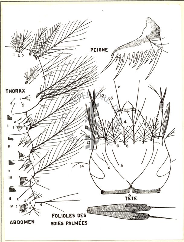 A. Stephensi (larva)