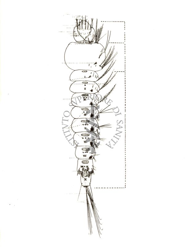 Larva di Anopheles