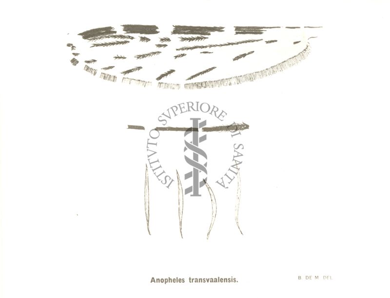 Particolari di Anopheles Transvaalensis