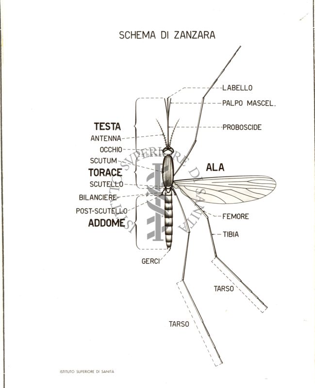 Schema di una zanzara