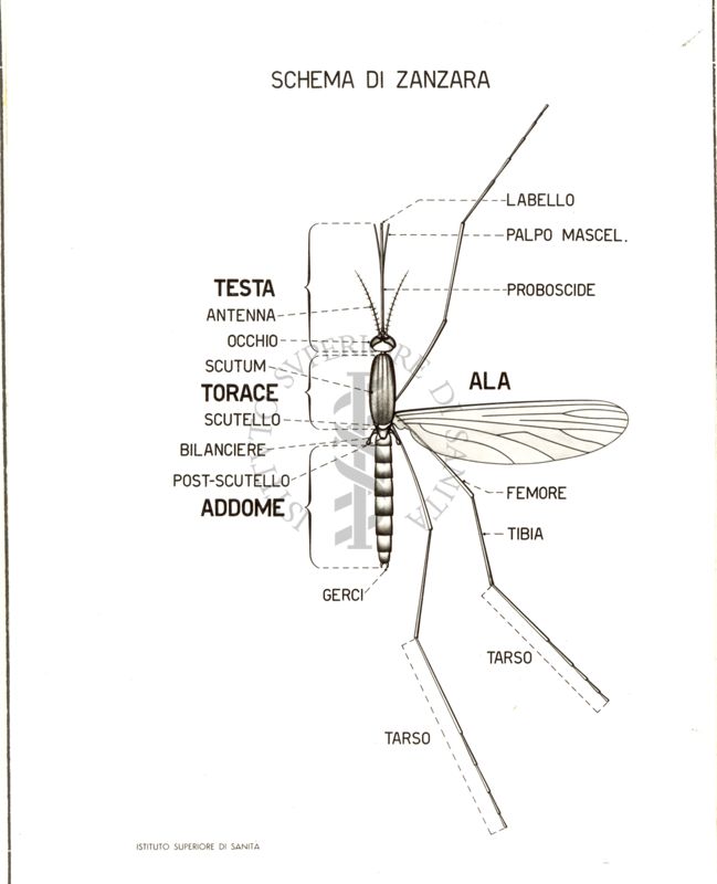 Schema di una zanzara