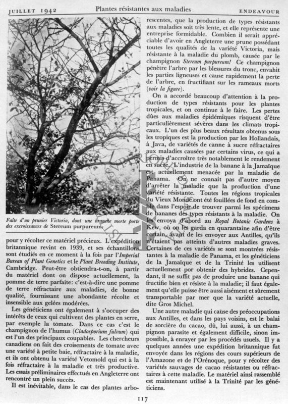 Riproduzione della quarta pagina dell'articolo "Plantes résistantes aux maladies" di F. T. Brooks, pagina 117 della rivista Endeavour, edizione francese