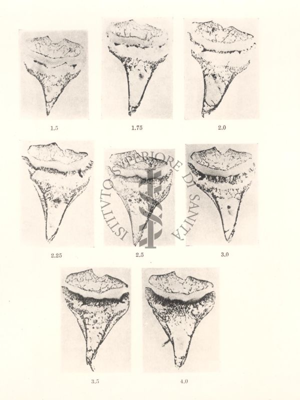 Immagine riguardante il controllo della vitamina D con il metodo della linea di calcificazione delle epifisi delle ossa lunghe del ratto