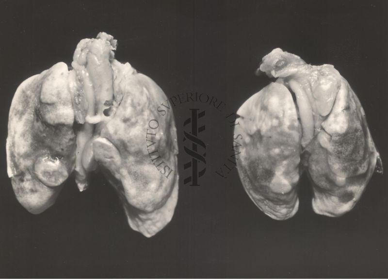 Due coppie di reni di topo di laboratorio affetto da tubercolosi renale, su sfondo nero