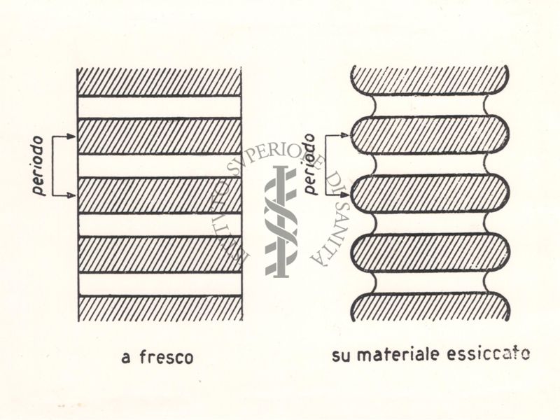 Ricerche sulle Fibrille Collagene: a fresco e su materiale essiccato