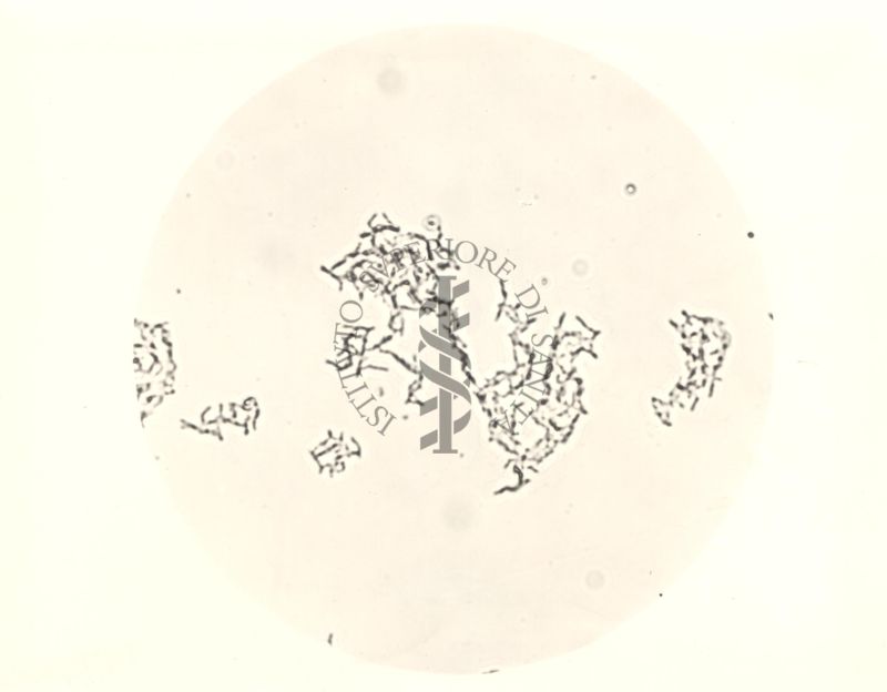 Micro colonie di phlei