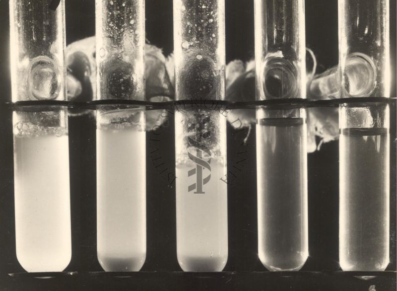 Concentrazione - M - di brodo mantenuto. Colture di Mycobacterium phlei a differenti ph