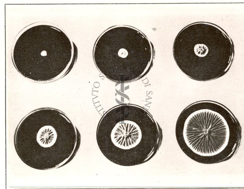 Crescita del Penicillium notatum su piastra