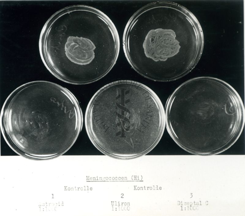 Meningococchi (Hi) Controllo 1) Astrocid 1: 1000 - 2) Uliron 1: 1000 -3) Diseptal C. 1: 1000