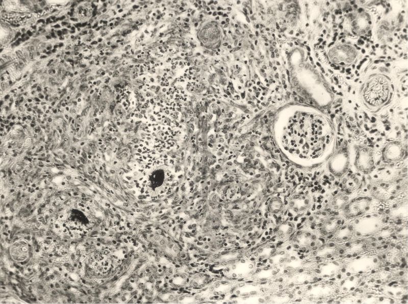 Immagine al microscopio di Preparato di coniglio con Cow 70