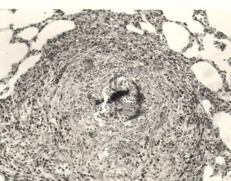 Immagine al microscopio di Preparato di coniglio con Cow 70