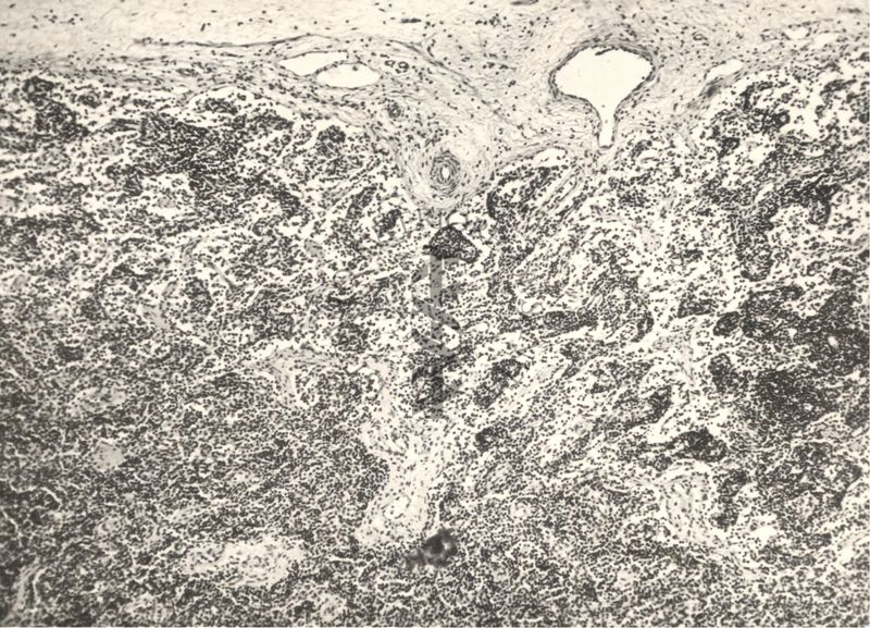 Immagine al microscopio di preparato di vitella con Cow 70