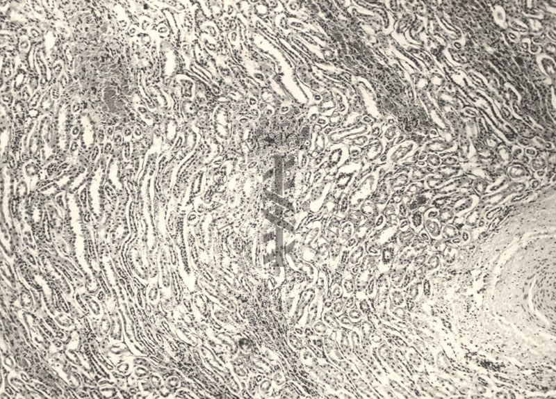 Immagine al microscopio di preparato di vitella con Cow 70