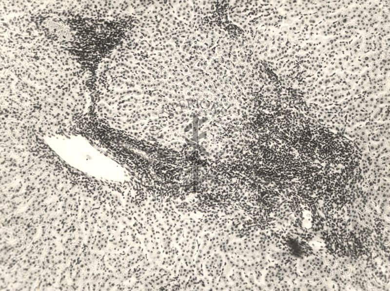 Immagine al microscopio di preparato di vitella con Cow 70