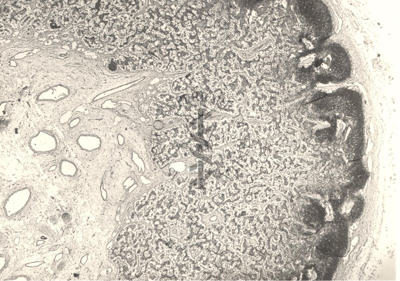 Immagine al microscopio di preparato di vitella con Cow 70