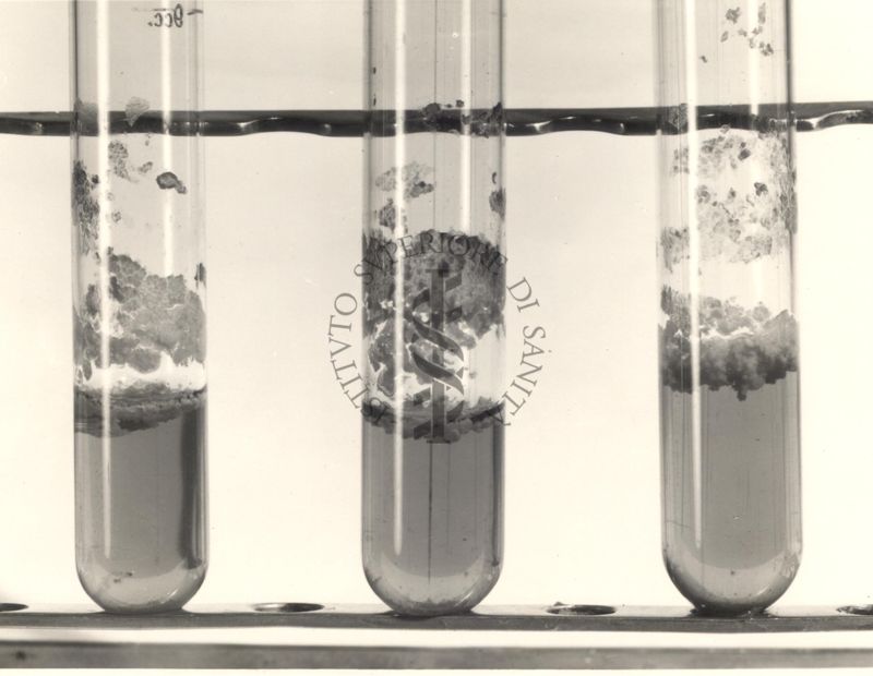 Mycobacterium phlei