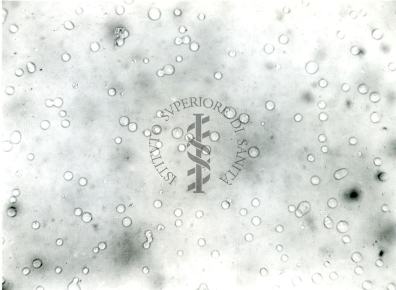 Amoebobacter morrhuae - patina su agar