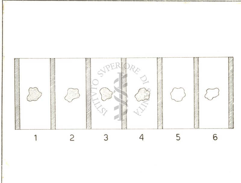 Metodo delle cellette (Fleming): lo sviluppo dei germi e conseguentemente l'emolisi si è avuta solo nelle cellette 5 e 6