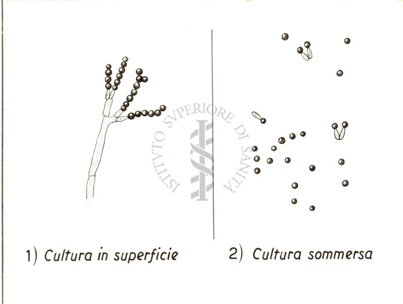 Differente aspetto del micelio nelle colture in superficie ed in quelle sommerse (Foster)