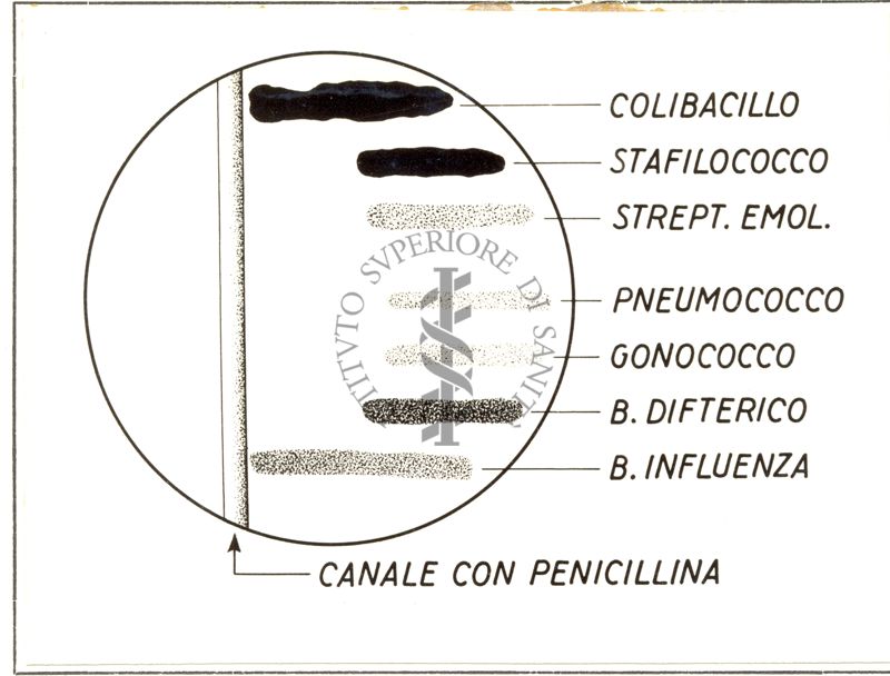 La Penicillina, passata per diffusione dal canale nell'agar, inibisce lo sviluppo dei germi in rapporto al loro differente grado di sensibilità di fronte all'antibiotico (Fleming)