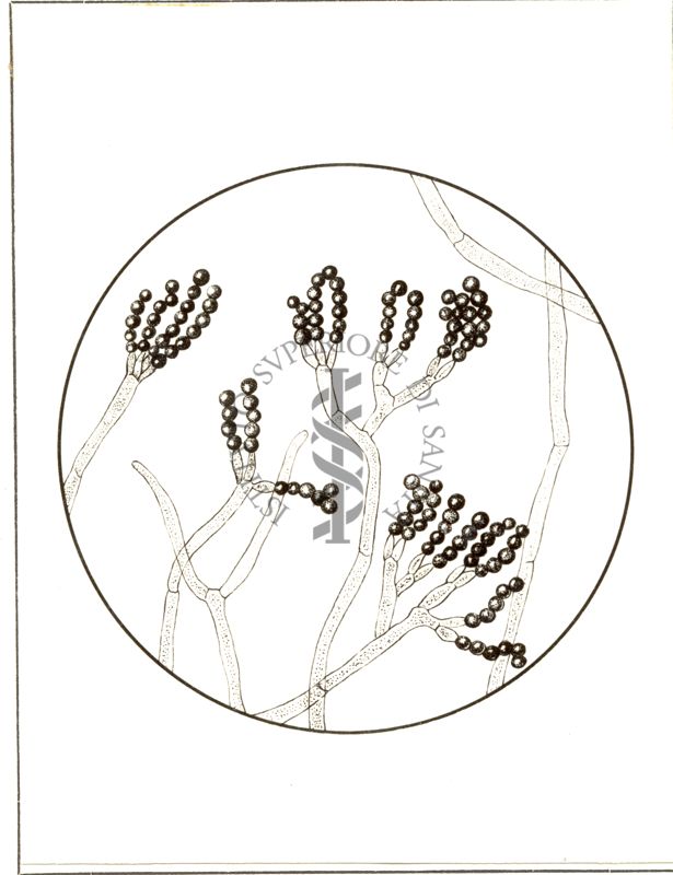 Ife di Penicillium notatum, con i carratteristici sterigmi, al di sopra dei quali trovasi, sotto forma di catenelle, i conidi o spore