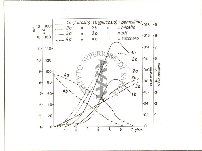 Diagramma riguardante il comportamento della penicillina, micelio, pH zucchero in terreno glucosato e lattosio