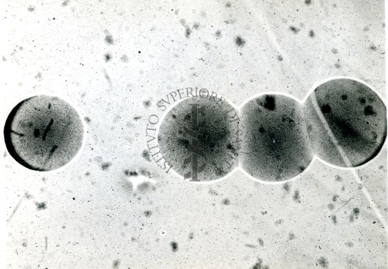 Immagine al microscopio di Bacterium coli