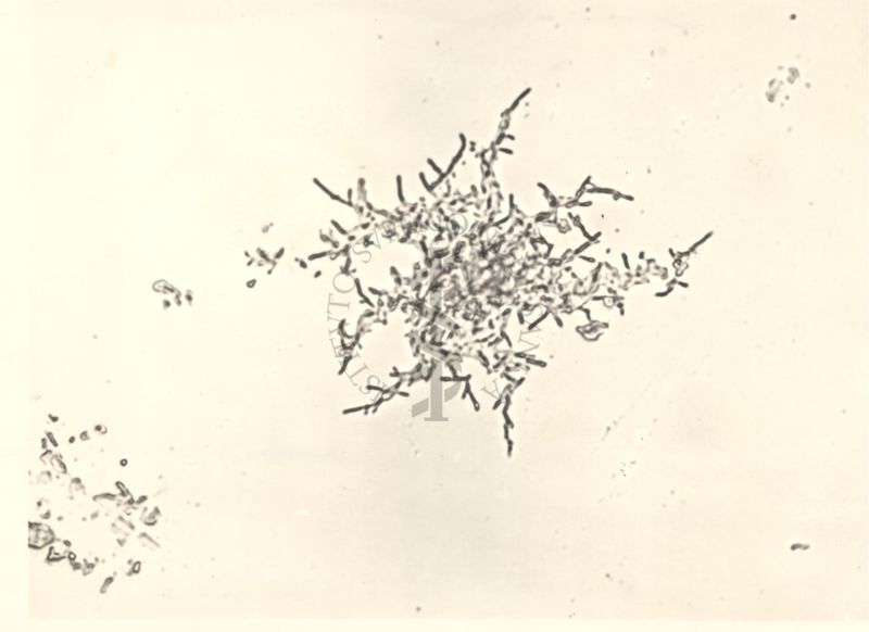 Myco grass bacillus