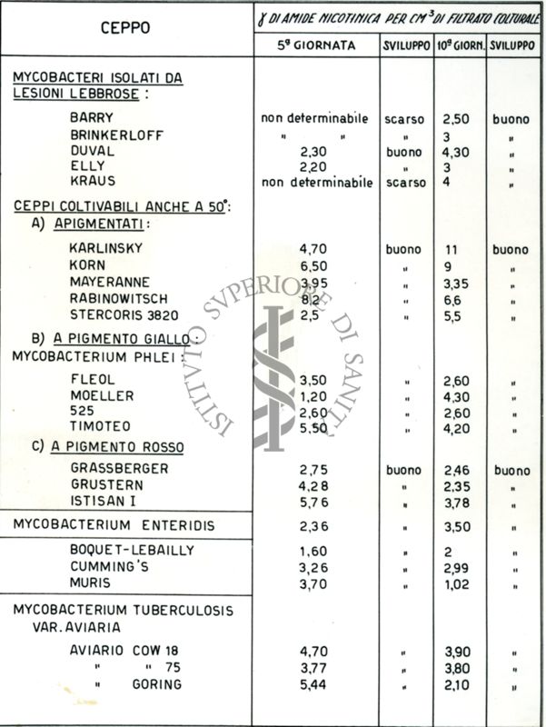 Tabella raffigurante la produzione di amide nicotinica in 5° e 10° giornata di sviluppo da parte di alcuni micobatteri