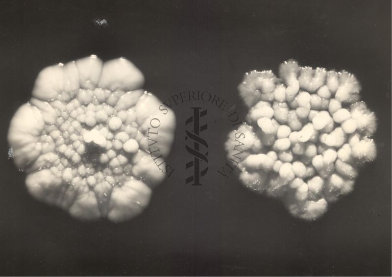 Immagine al microscopio di colonie di vario tipo di Cow 70