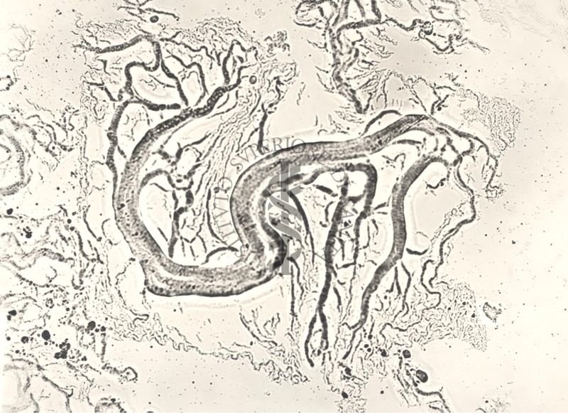 Mycobacterium sp. Ceppo Battaglini - micro colonie