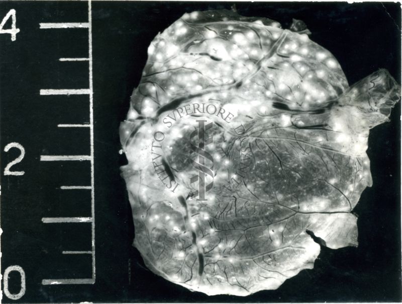 Membrana corioallantoidea di embrione di pollo, inoculata con Myc avium (ceppo cow 18)