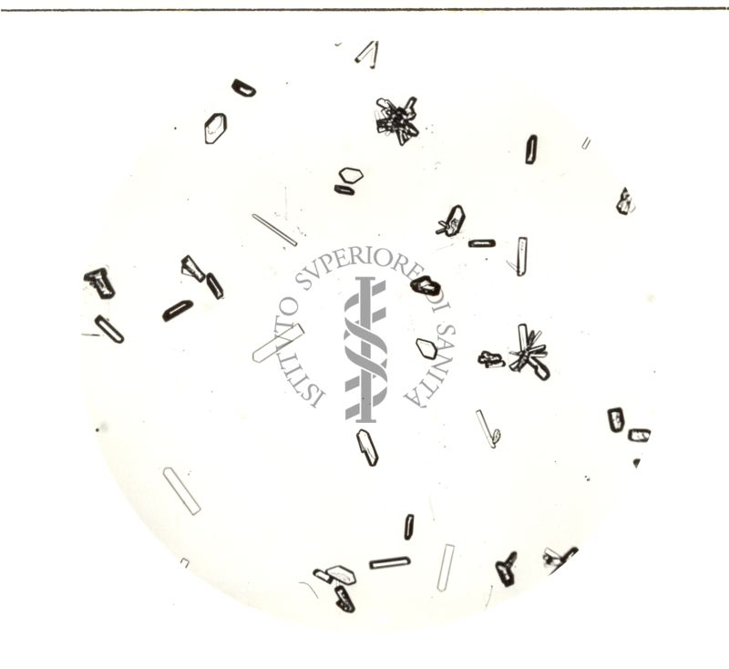 Cristalli di Penicillina procaina