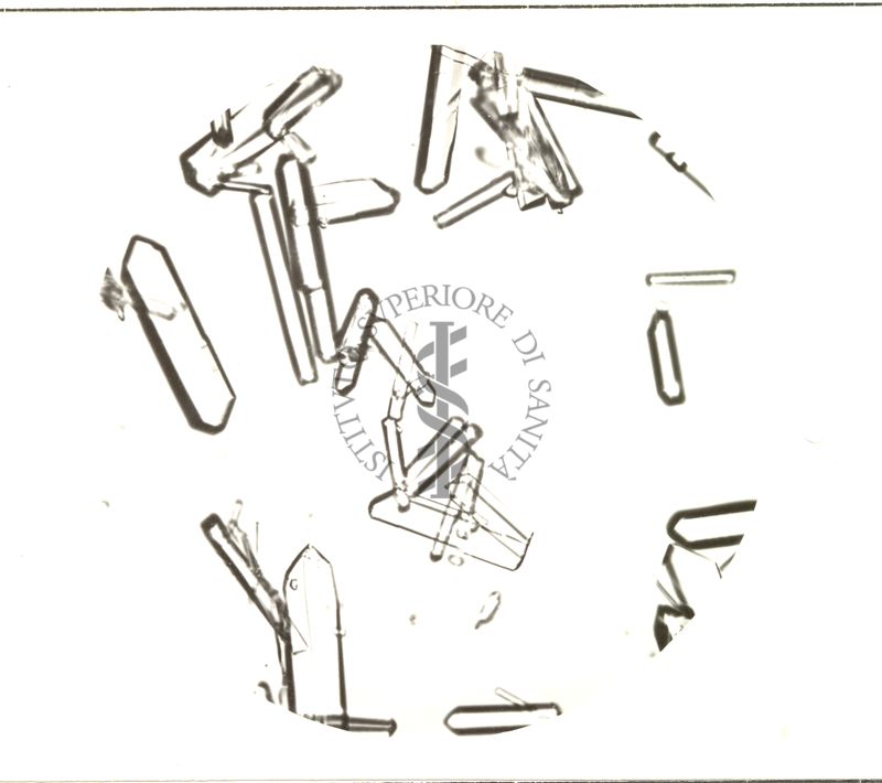 Cristalli di penicillina - procaina