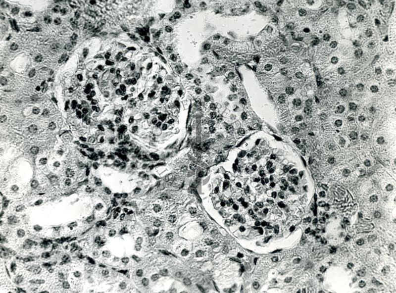 Organi di animali inoculati con Battaglini