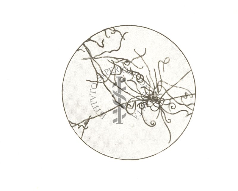 Streptomyces aureofaciens