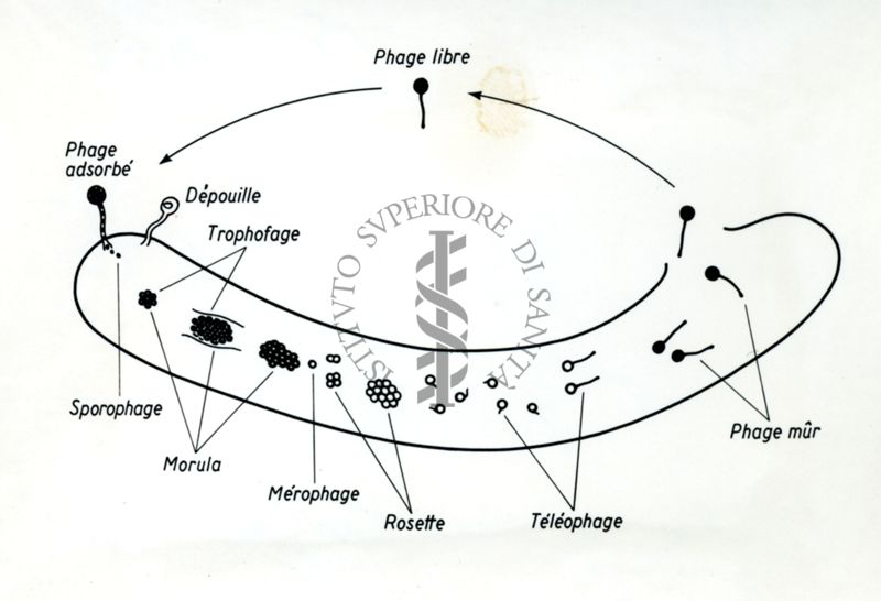 Grafico che mostra il Ciclo di sviluppo dei fagi