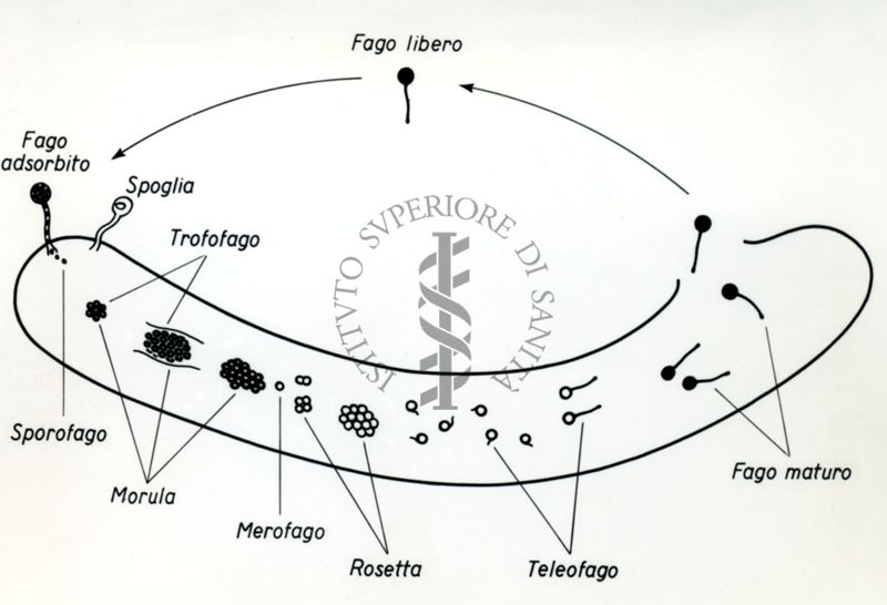 Grafico che mostra il Ciclo di sviluppo dei fagi