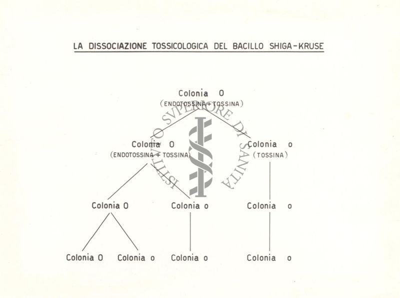 Grafico sula dissociazione tossicologica del bacillo Shiga-Kruse